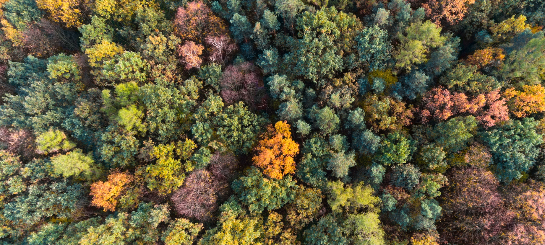 An overhead perspective of a densely wooded area