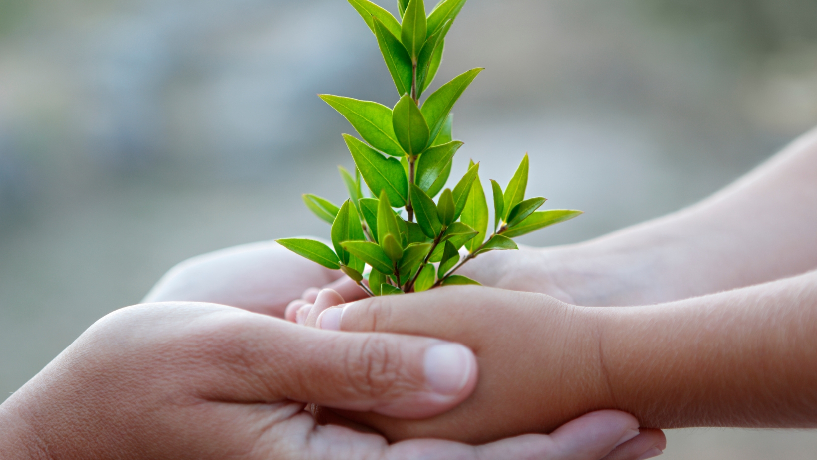 An adult's hands cup a child's hands who are holding a small plant