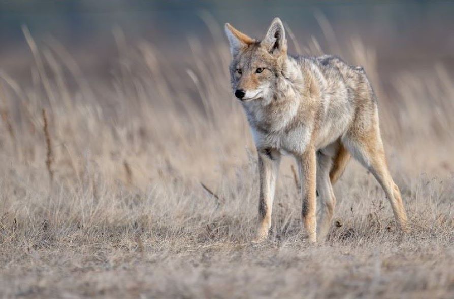 coyote standing in grassy field