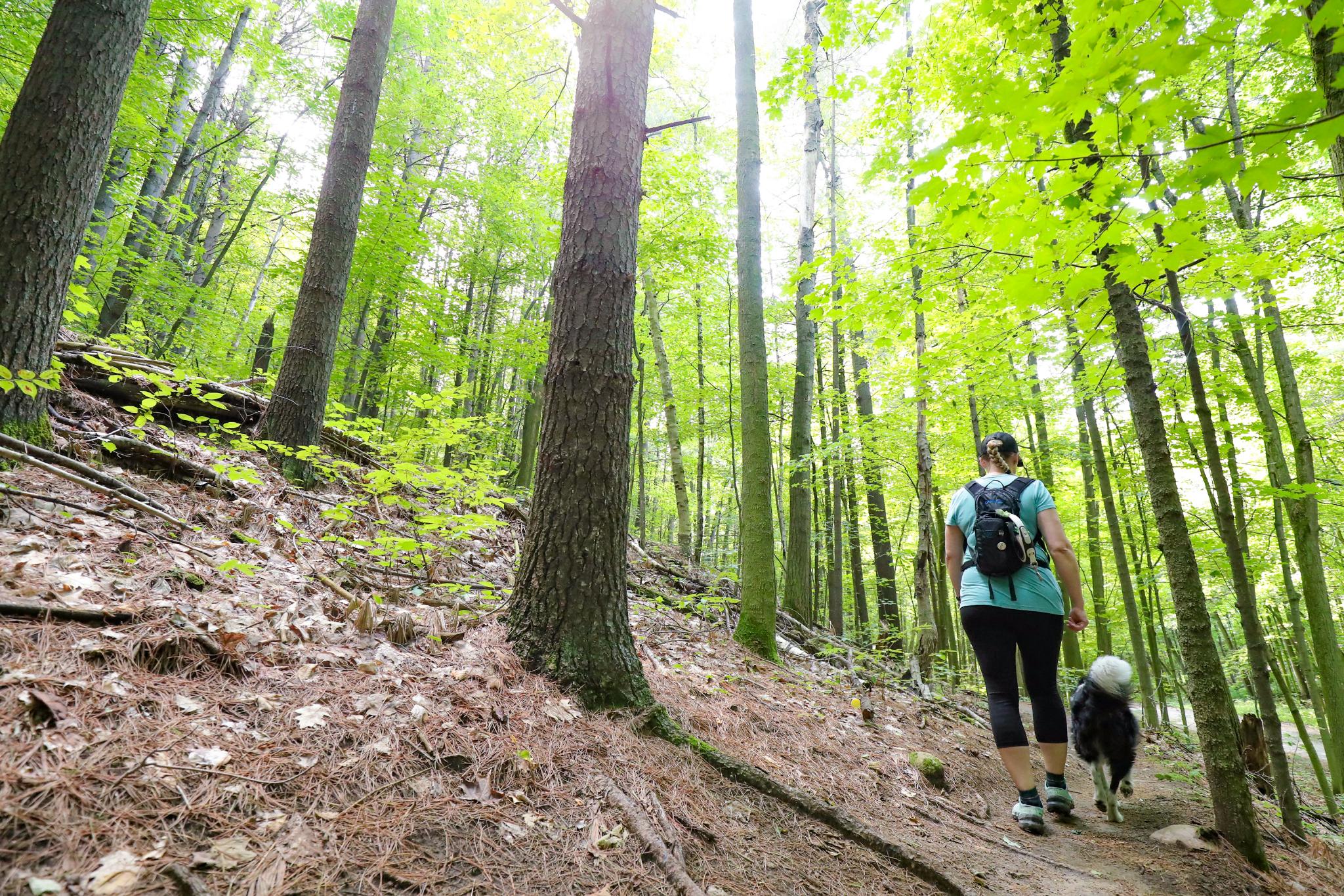 Lady hiking with her dog in a forest