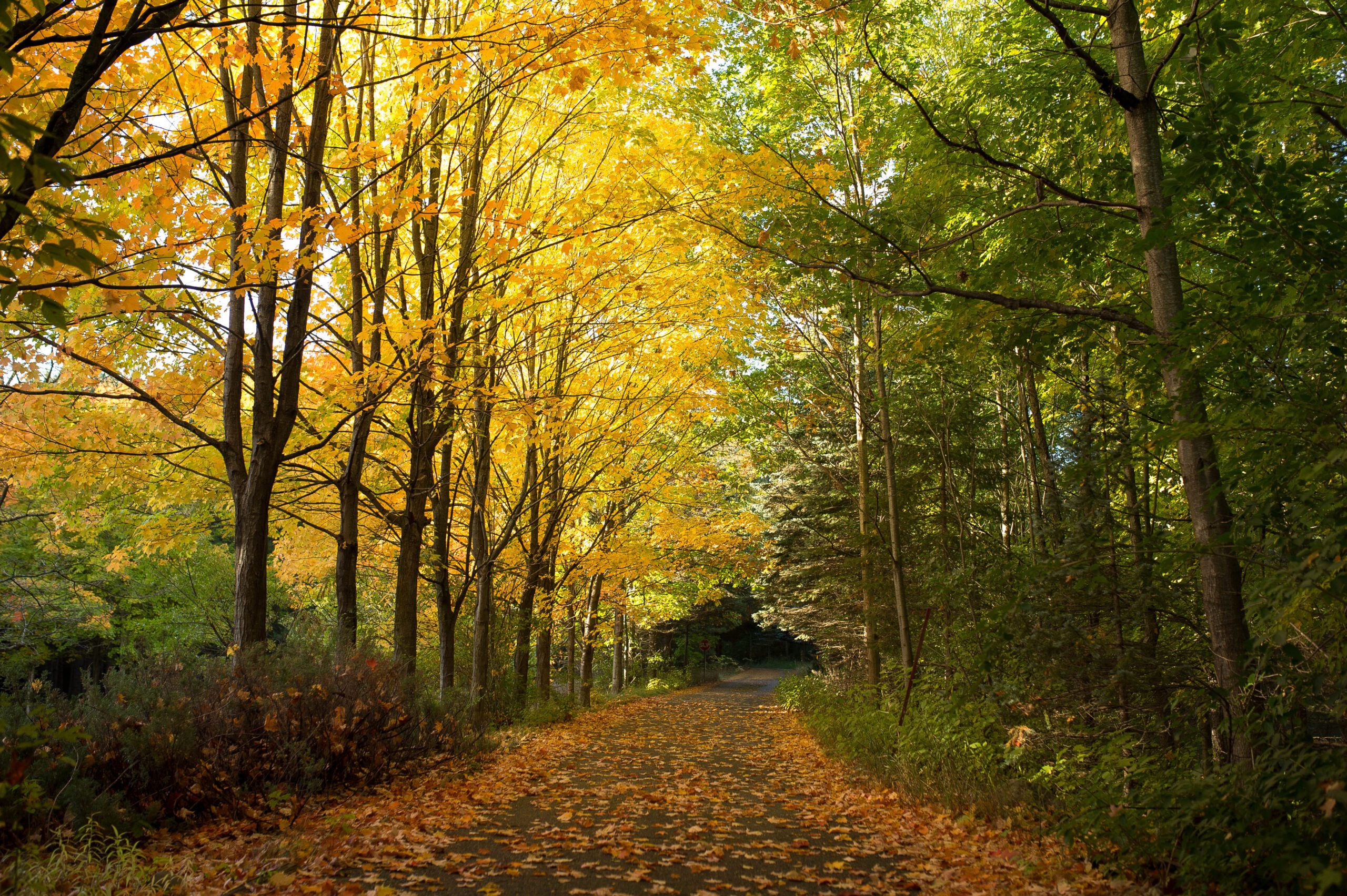 A forest path in fall colours.