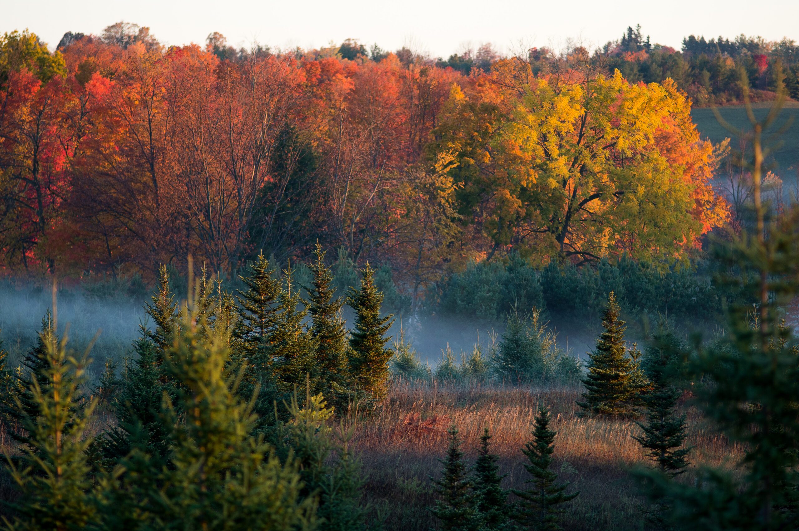 An autumn forestscape with some low-lying fog